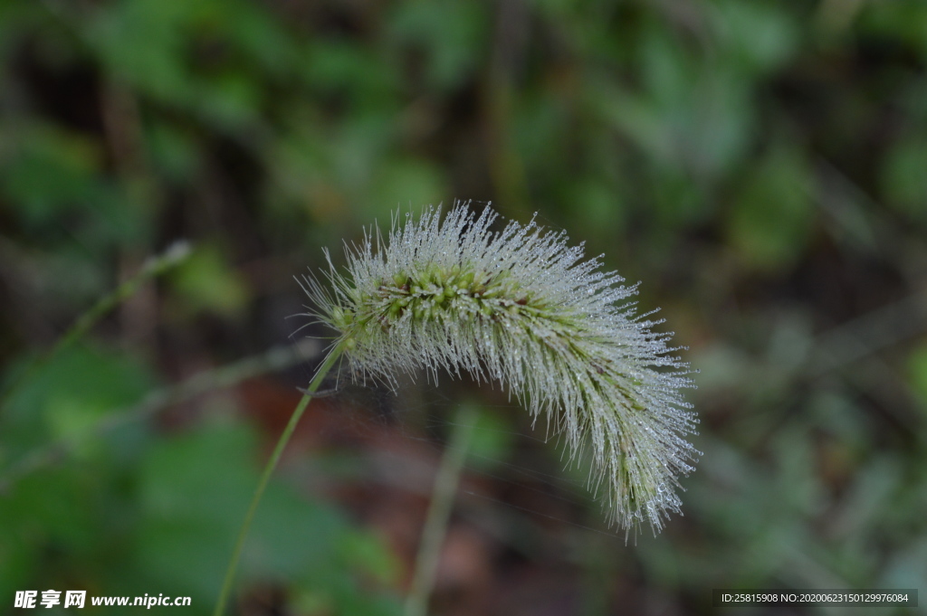狗尾巴草稗子草图片