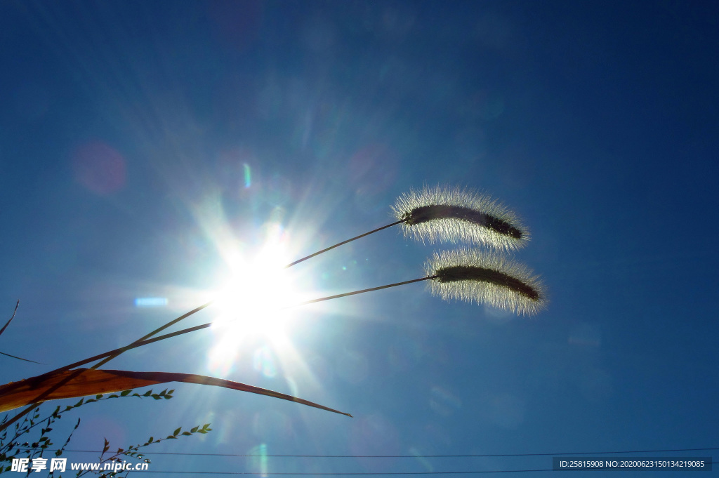 狗尾巴草稗子草图片