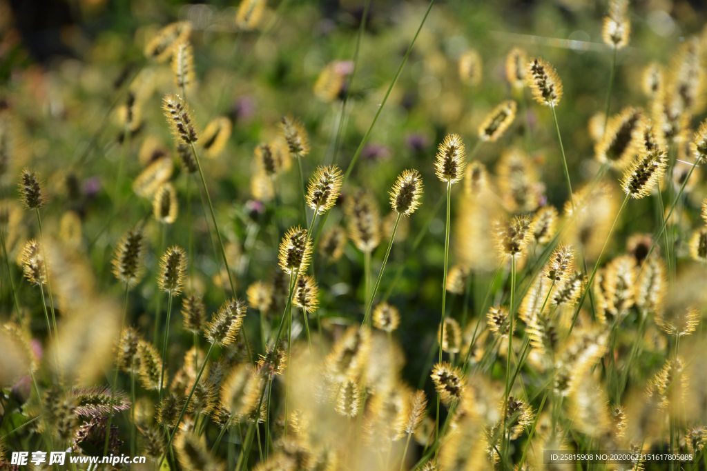 狗尾巴草稗子草图片