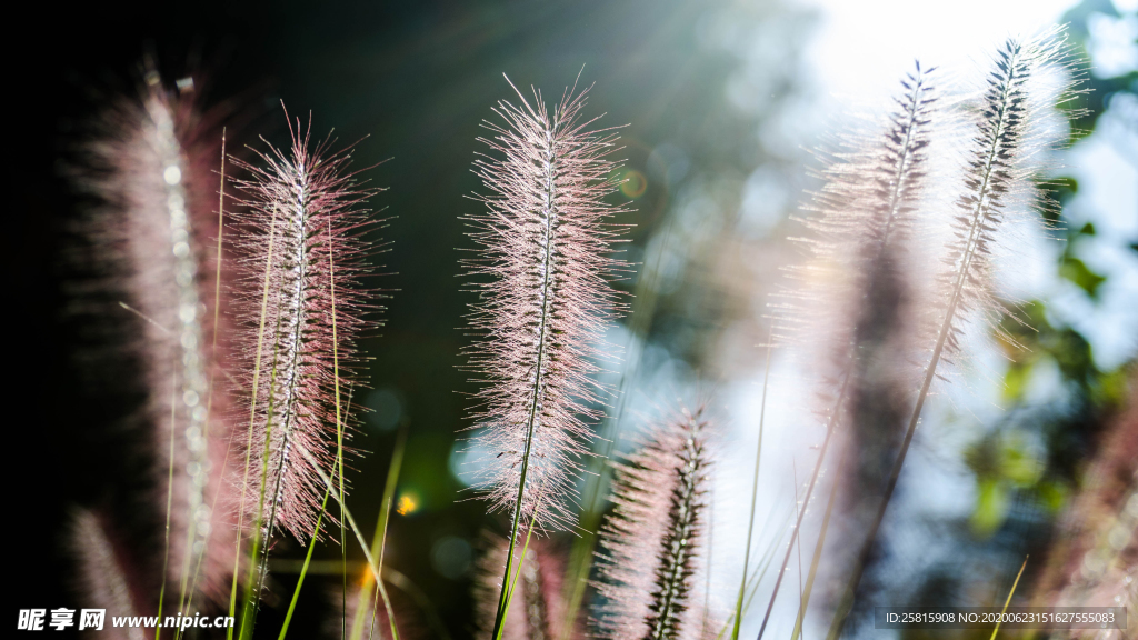 狗尾巴草稗子草图片