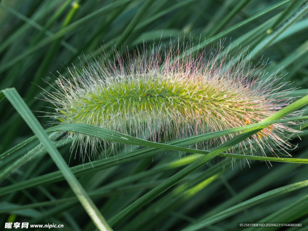 狗尾巴草稗子草图片