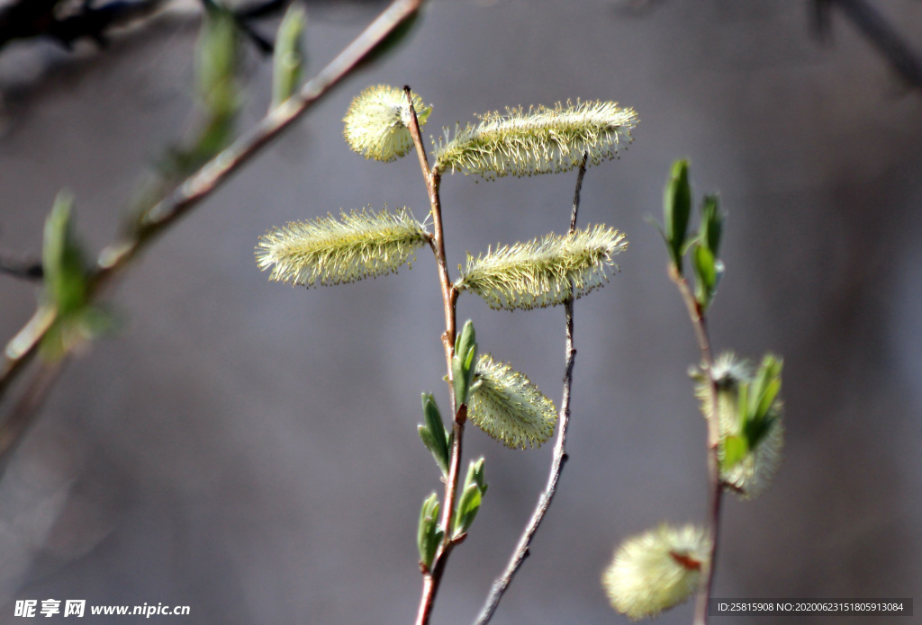 狗尾巴草稗子草图片