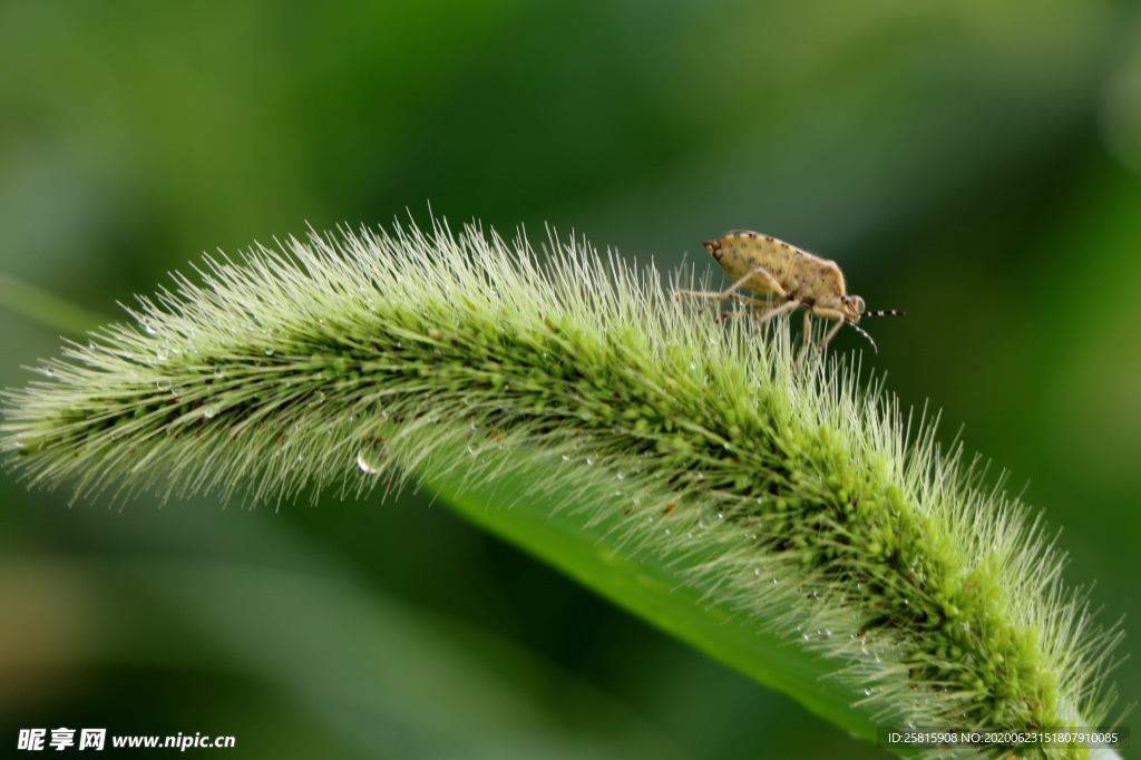 狗尾巴草稗子草图片