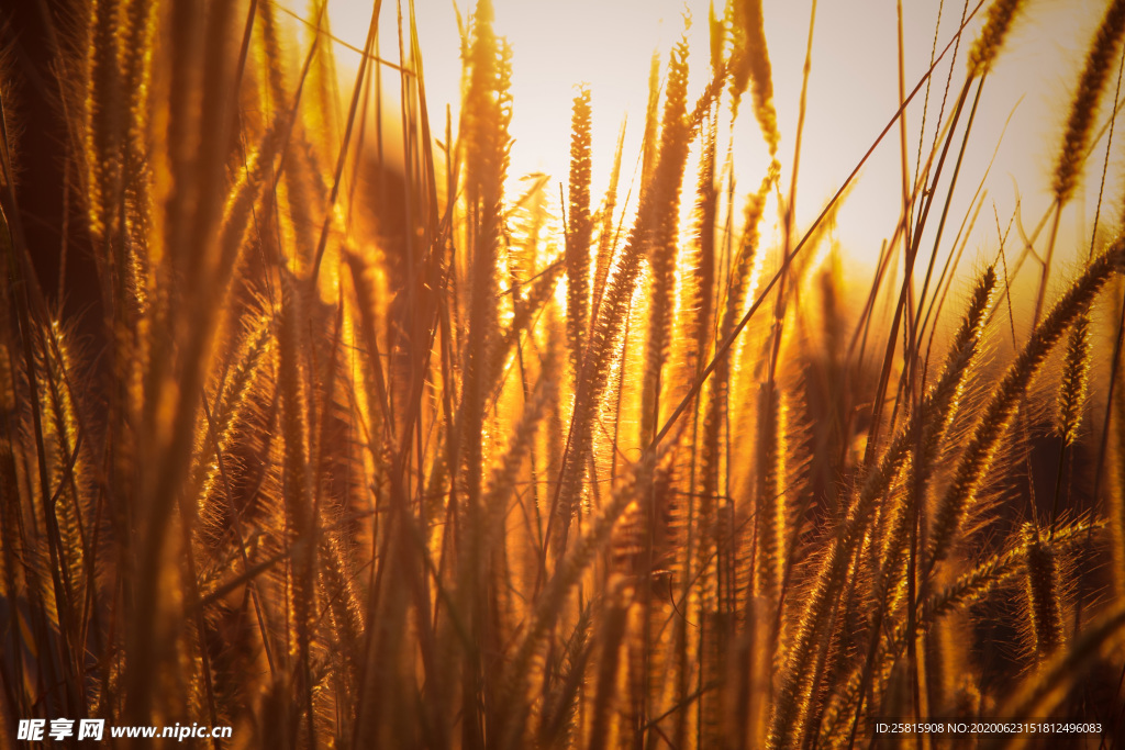 狗尾巴草稗子草图片