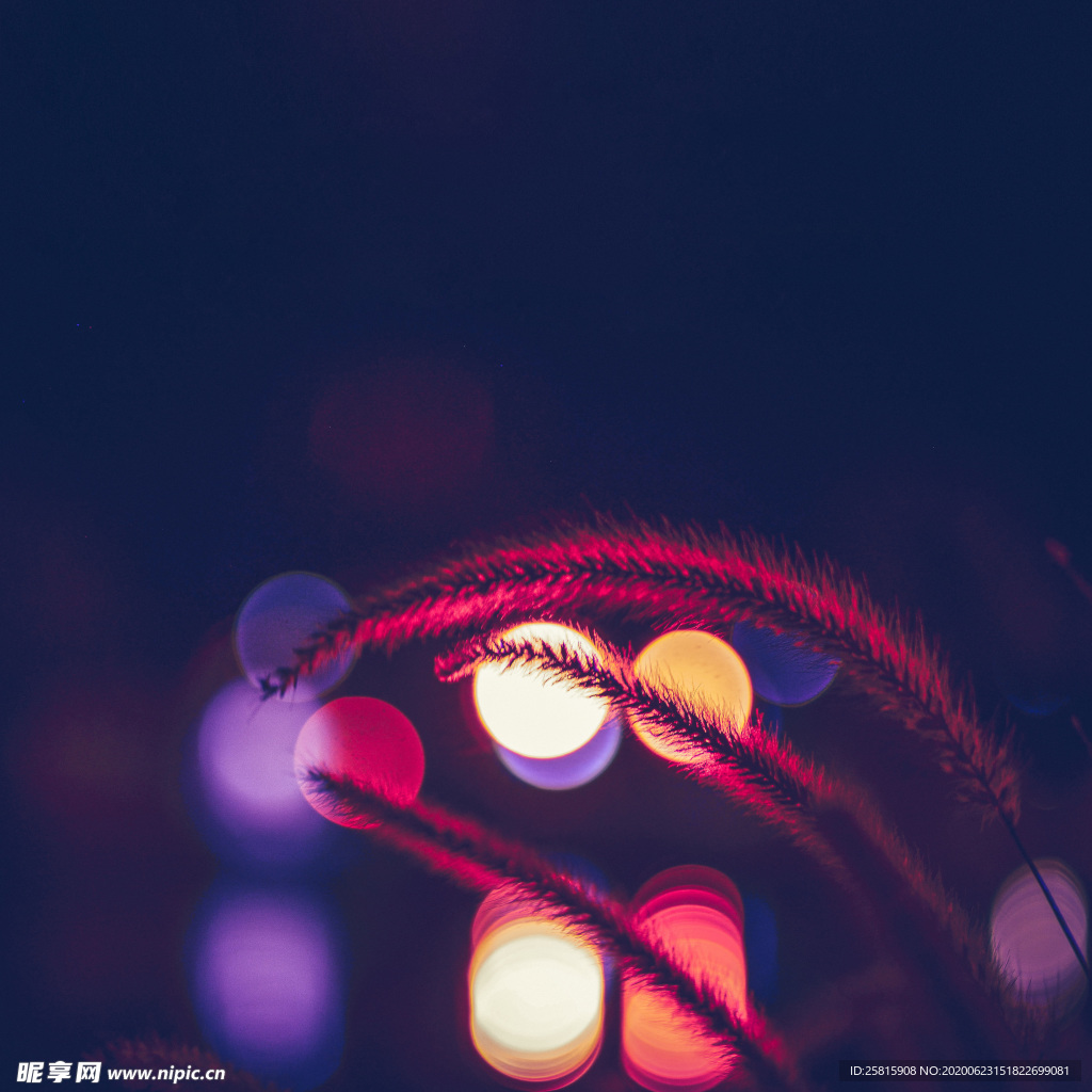 狗尾巴草稗子草图片