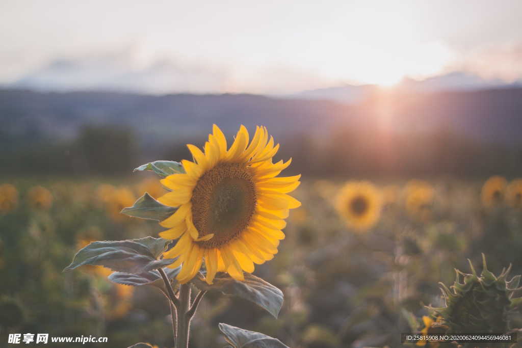 向日葵太阳花葵花图片