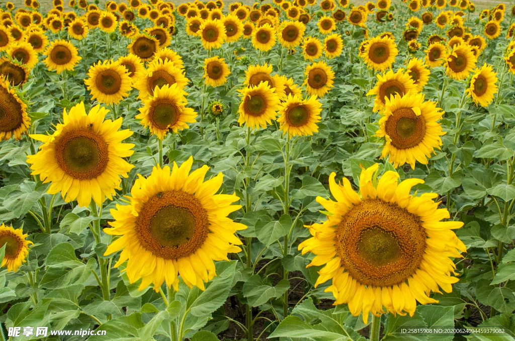 向日葵太阳花葵花图片