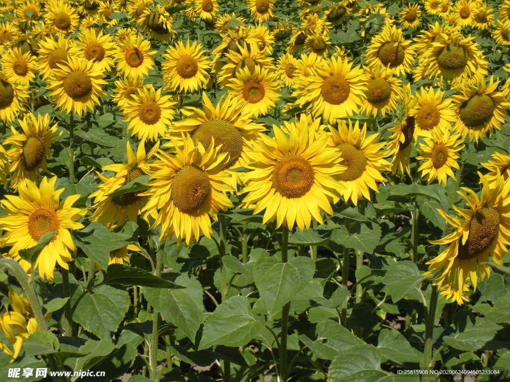 向日葵太阳花葵花图片