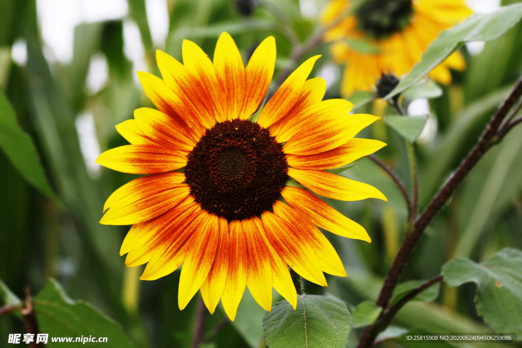 向日葵太阳花葵花图片