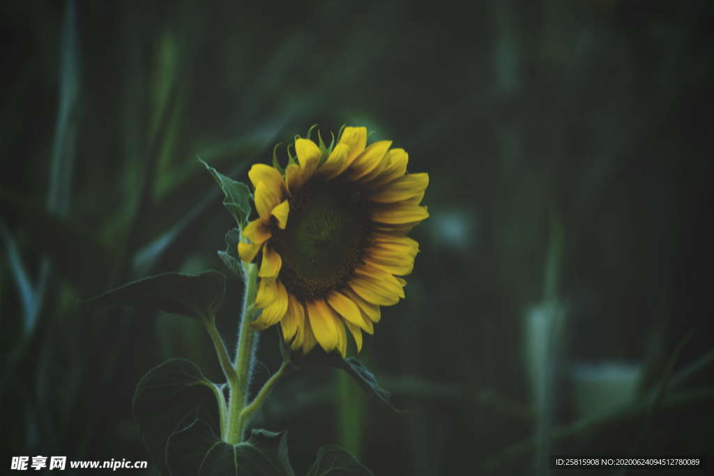 向日葵太阳花葵花图片