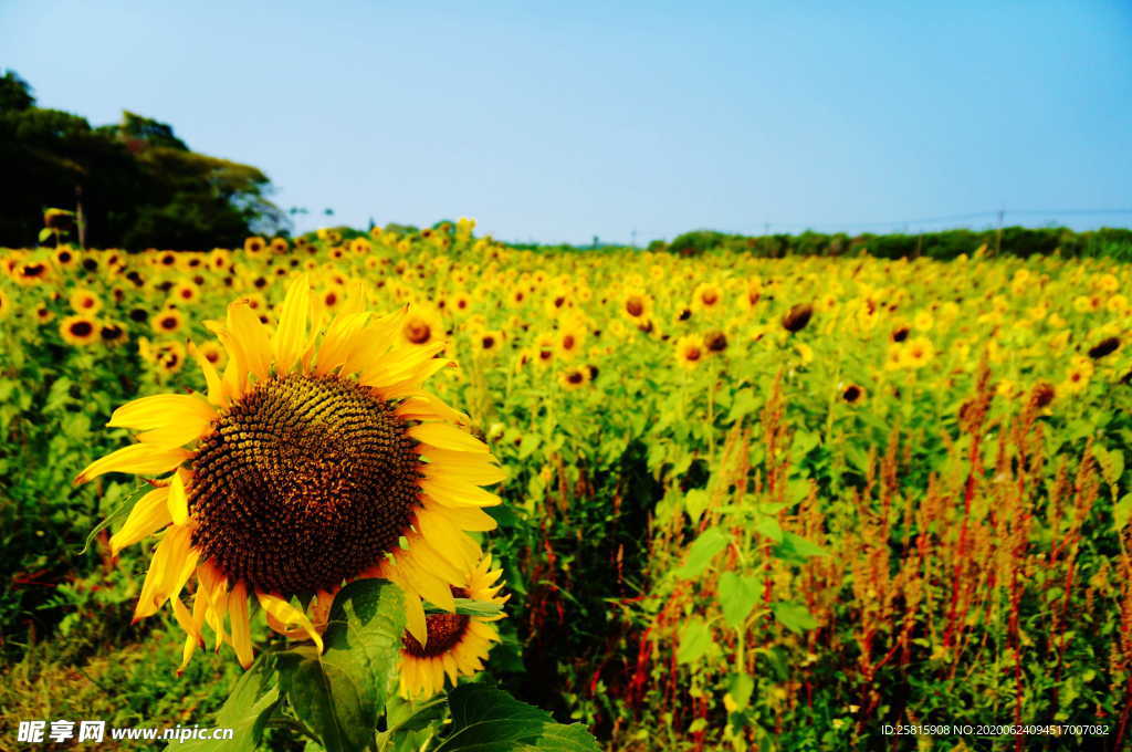 向日葵太阳花葵花图片