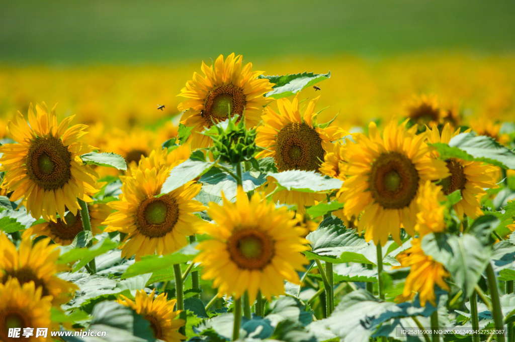 向日葵太阳花葵花图片