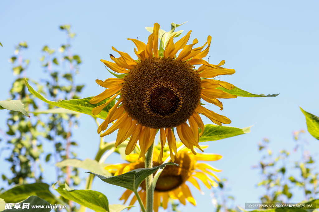 向日葵太阳花葵花图片