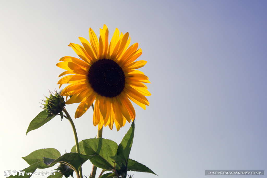 向日葵太阳花葵花图片