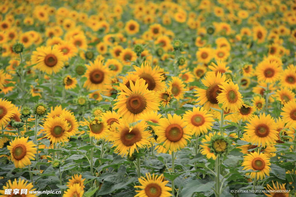 向日葵太阳花葵花图片