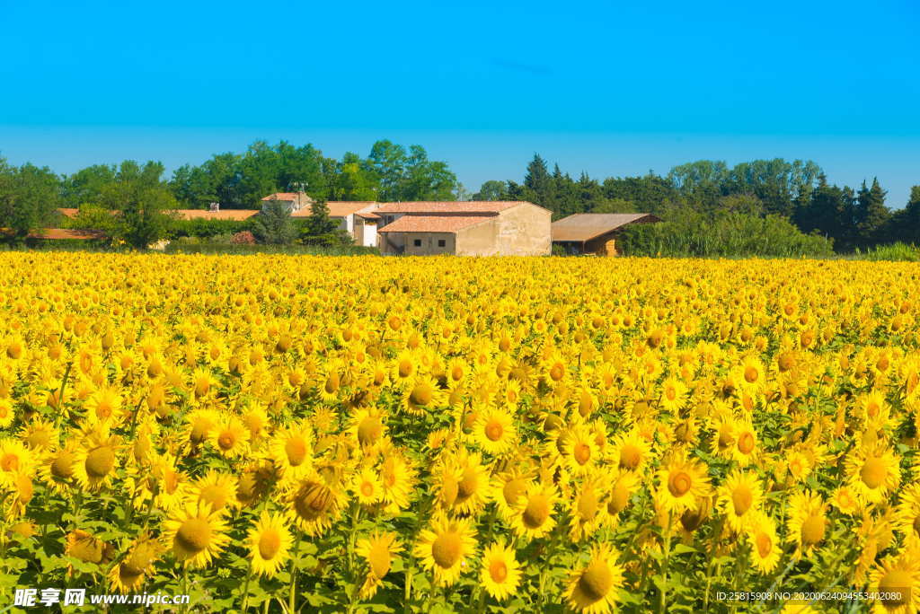 向日葵太阳花葵花图片