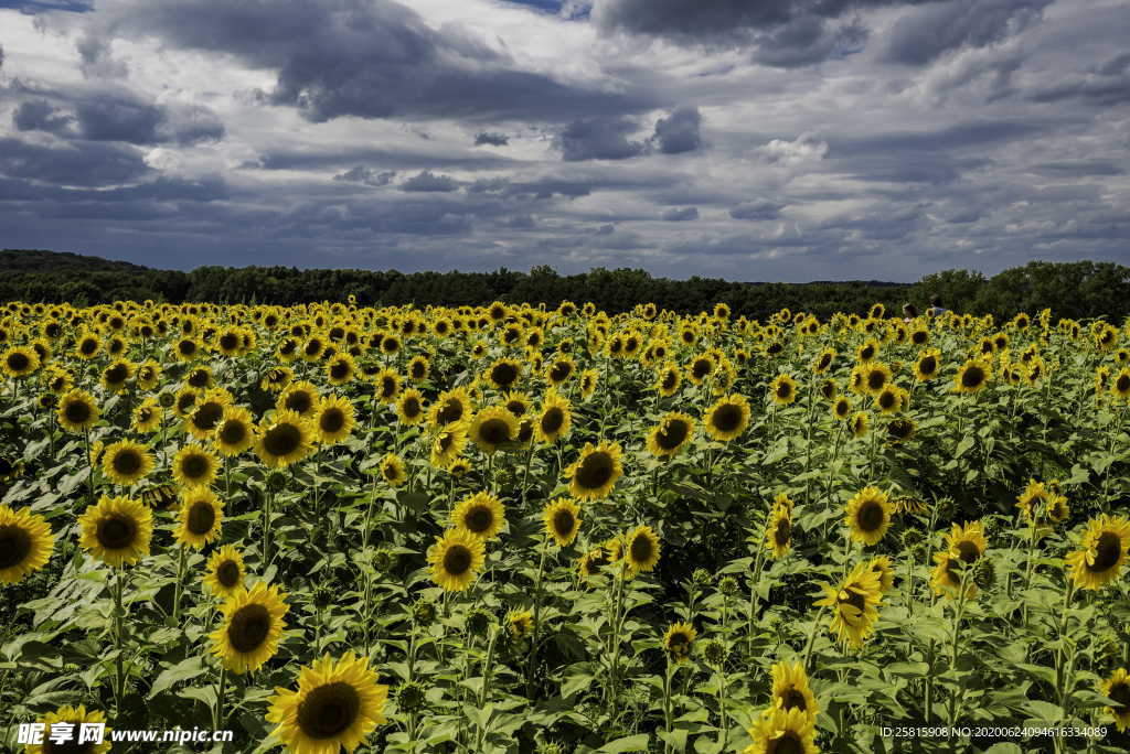 向日葵太阳花葵花图片