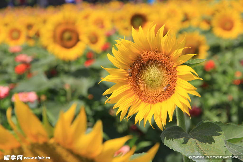 向日葵太阳花葵花图片