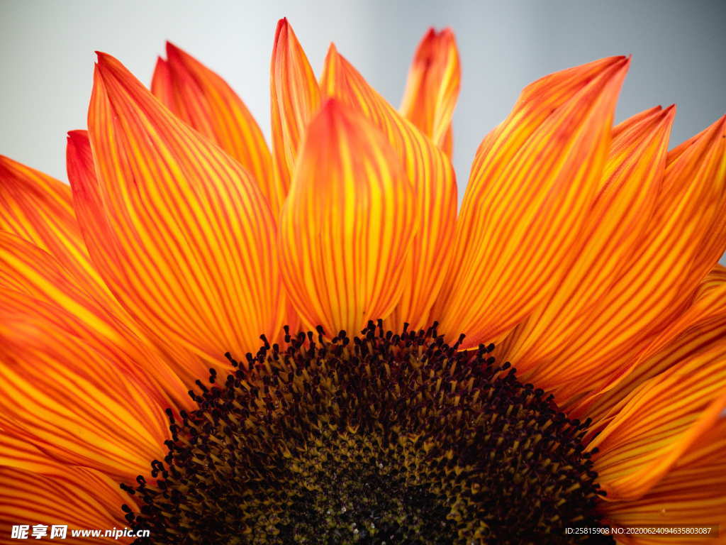 向日葵太阳花葵花图片