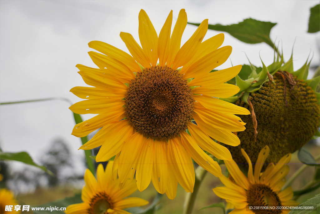 向日葵太阳花葵花图片