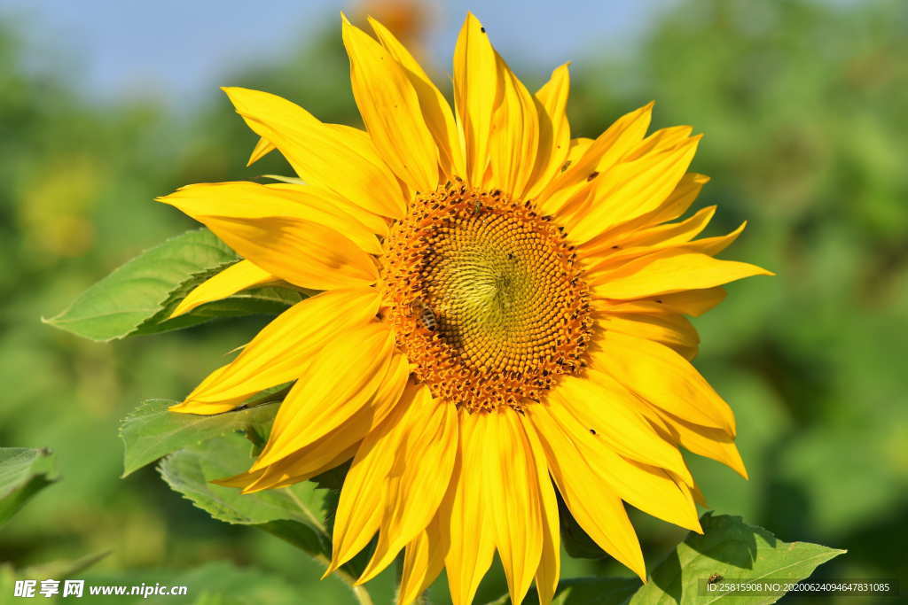 向日葵太阳花葵花图片