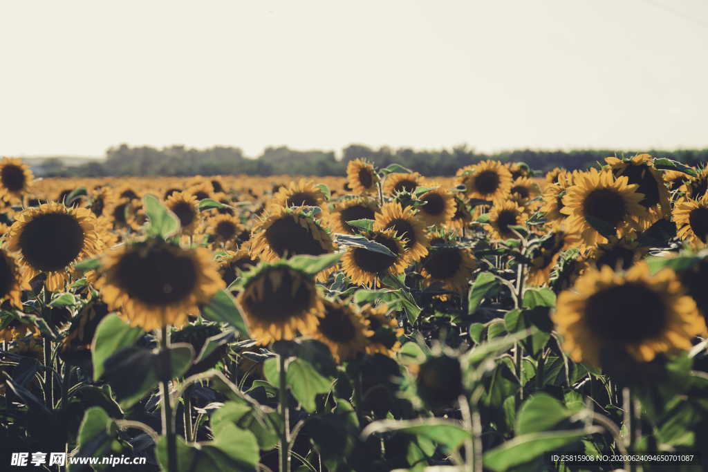 向日葵太阳花葵花图片