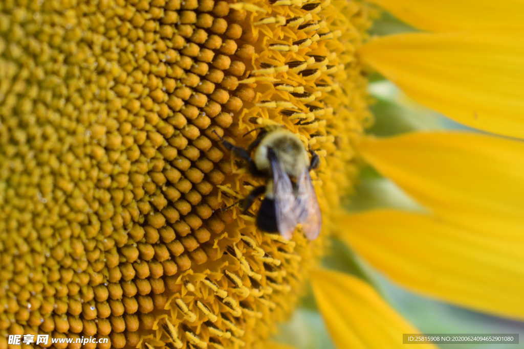 向日葵太阳花葵花图片