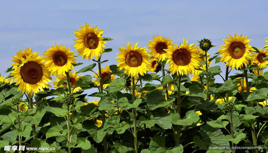 向日葵太阳花葵花图片