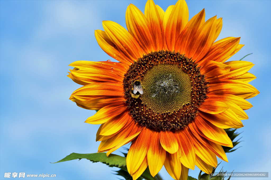 向日葵太阳花葵花图片