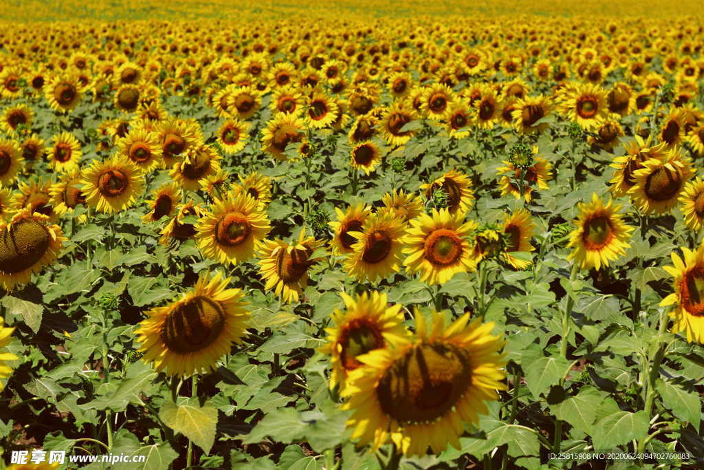 向日葵太阳花葵花图片