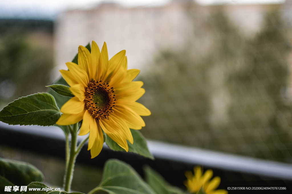 向日葵太阳花葵花图片