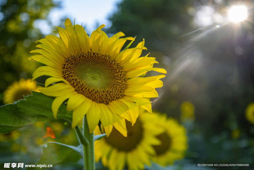 向日葵太阳花葵花图片