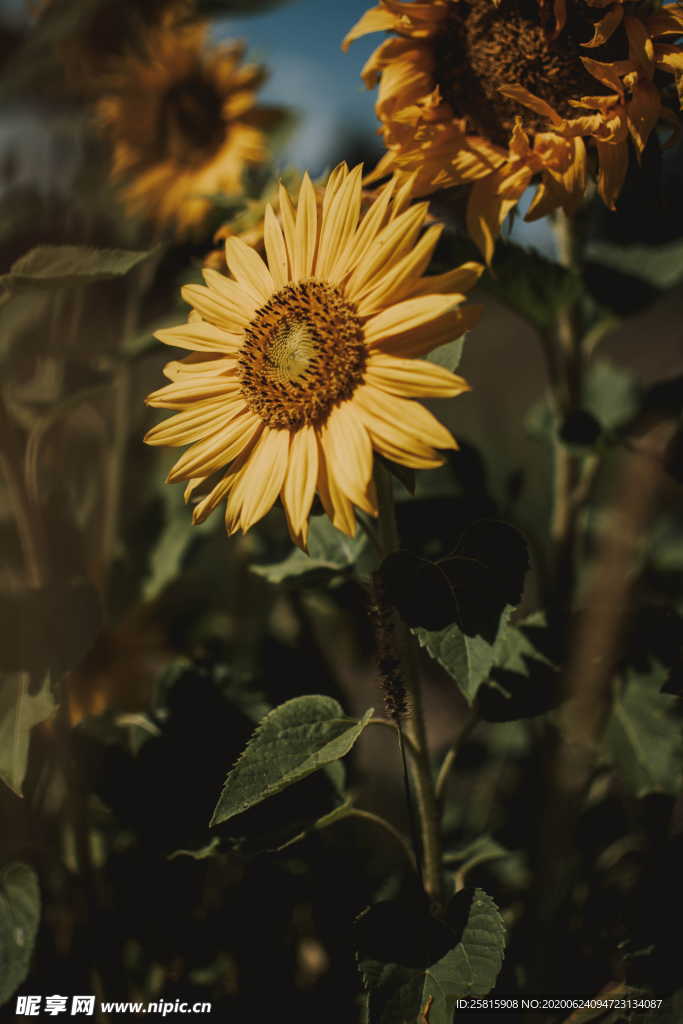 向日葵太阳花葵花图片