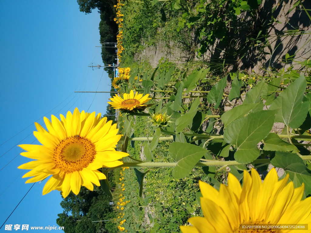 向日葵太阳花葵花图片