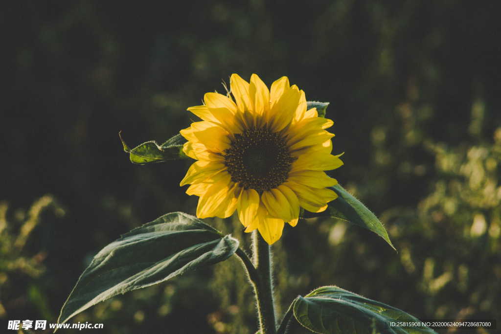 向日葵太阳花葵花图片