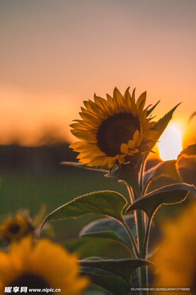 向日葵太阳花葵花图片