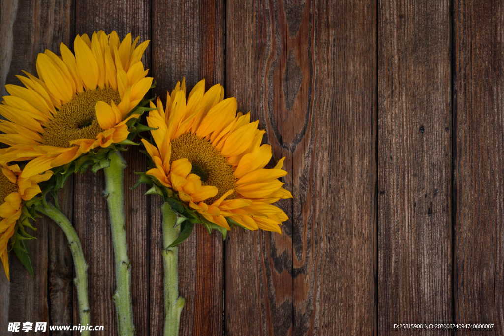 向日葵太阳花葵花图片