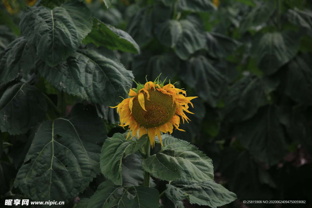 向日葵太阳花葵花图片