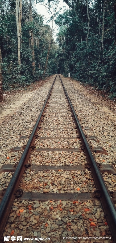 森林铁轨