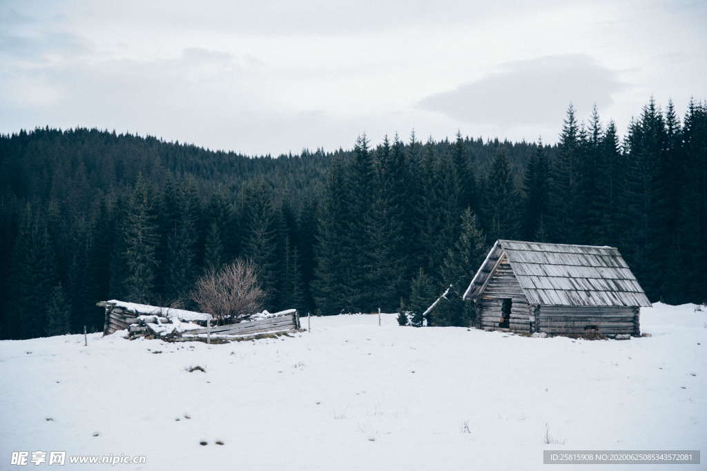 森林雨林树木林子图片