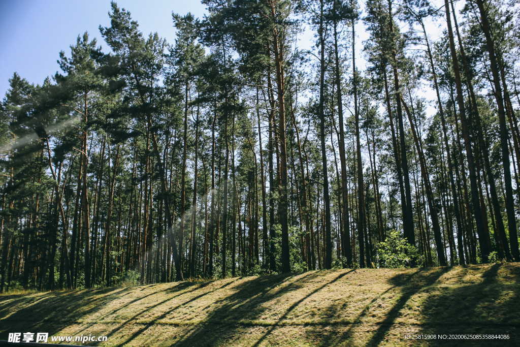 森林雨林树木林子图片