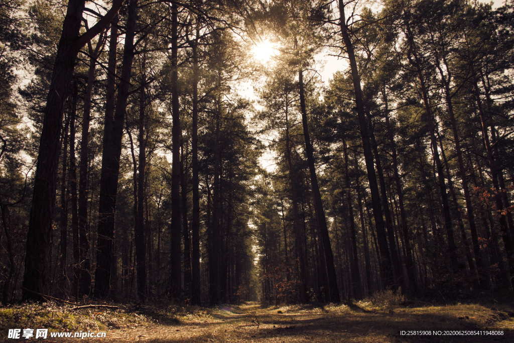 森林雨林树木林子图片