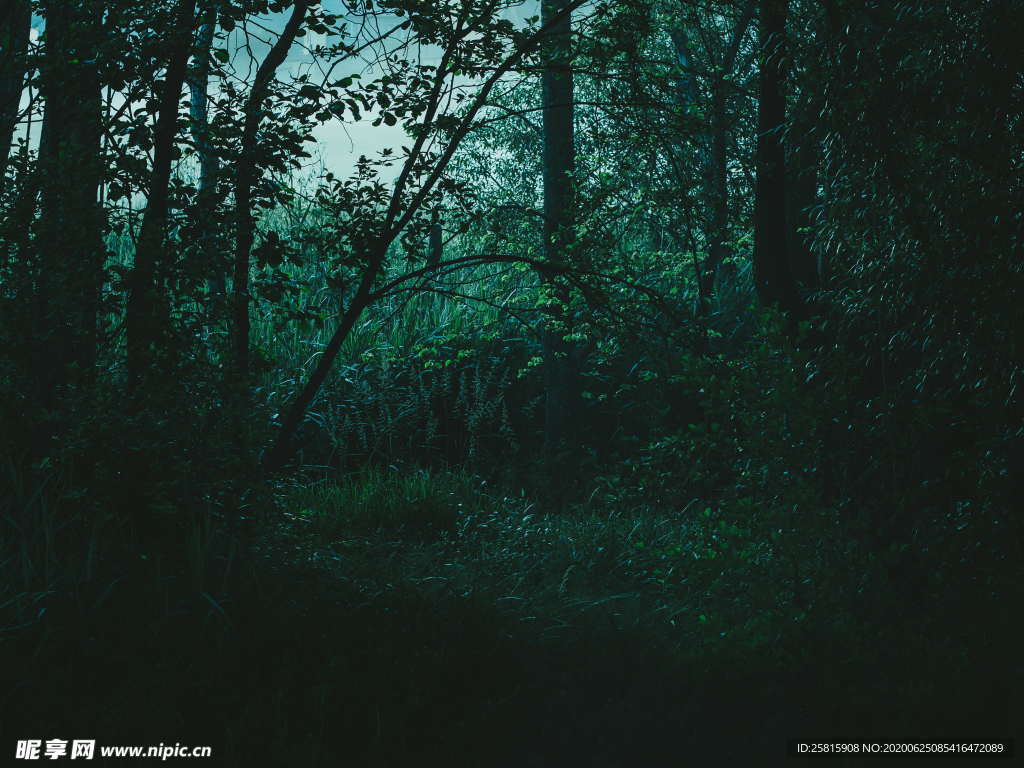 森林雨林树木林子图片