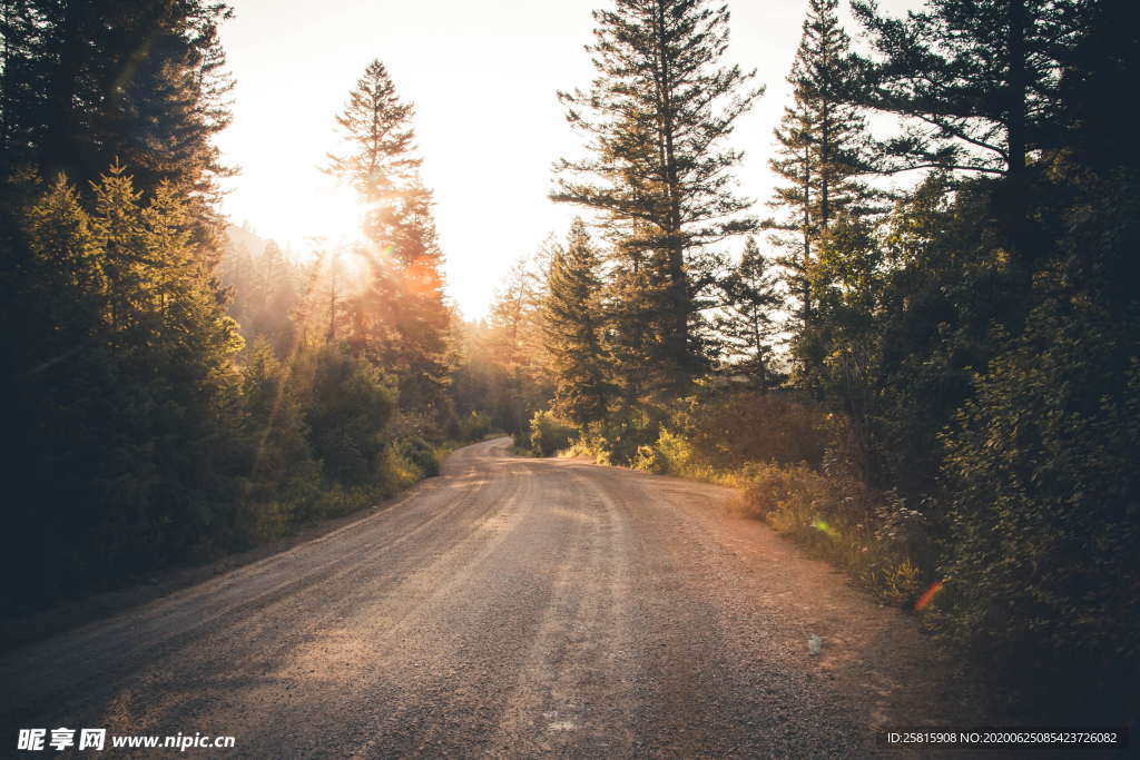 森林雨林树木林子图片