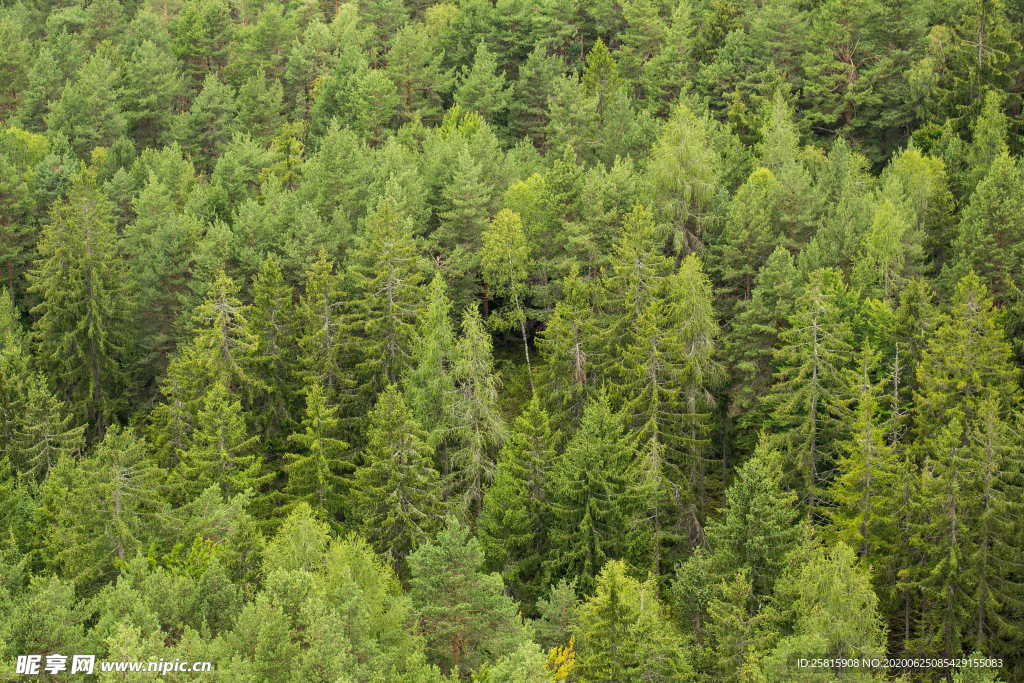 森林雨林树木林子图片