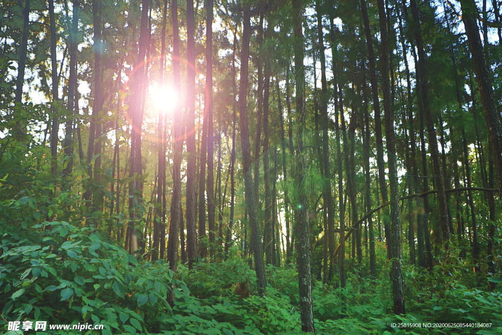 森林雨林树木林子图片