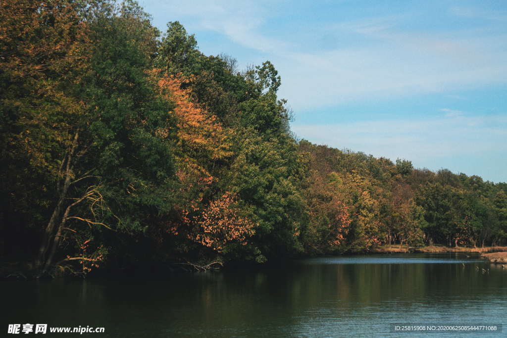 树木 树林 森林 金黄色森林