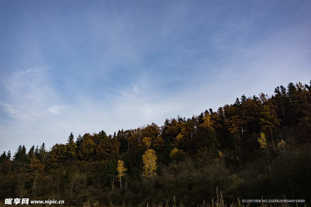 森林雨林树木林子图片