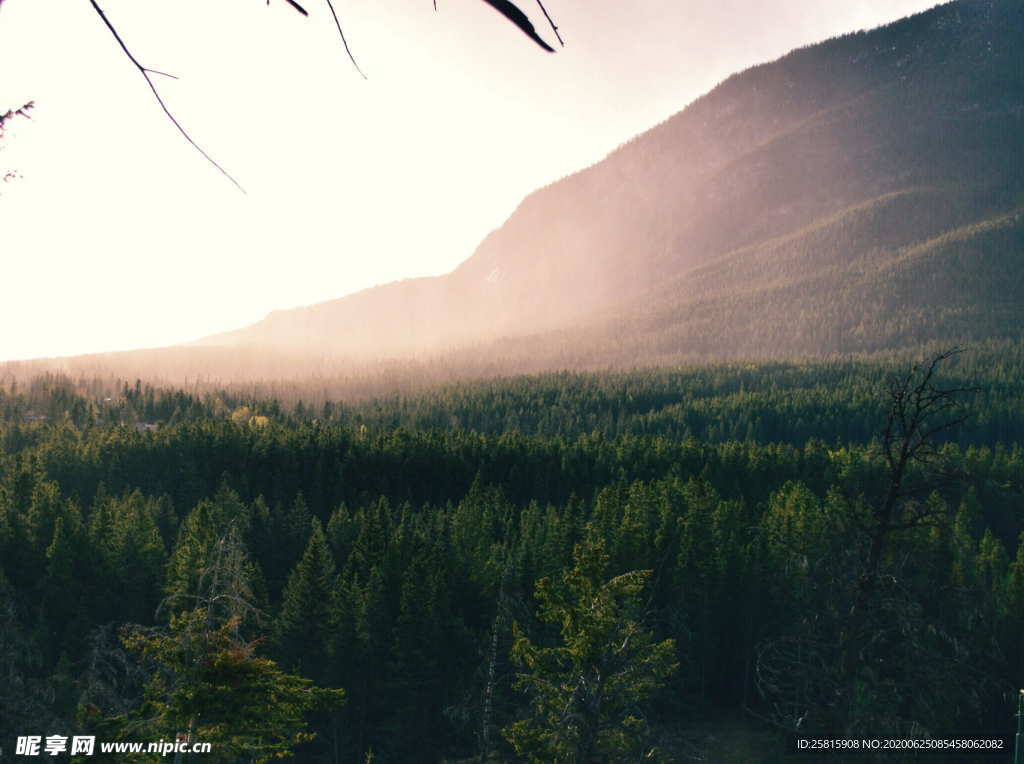 森林雨林树木林子图片