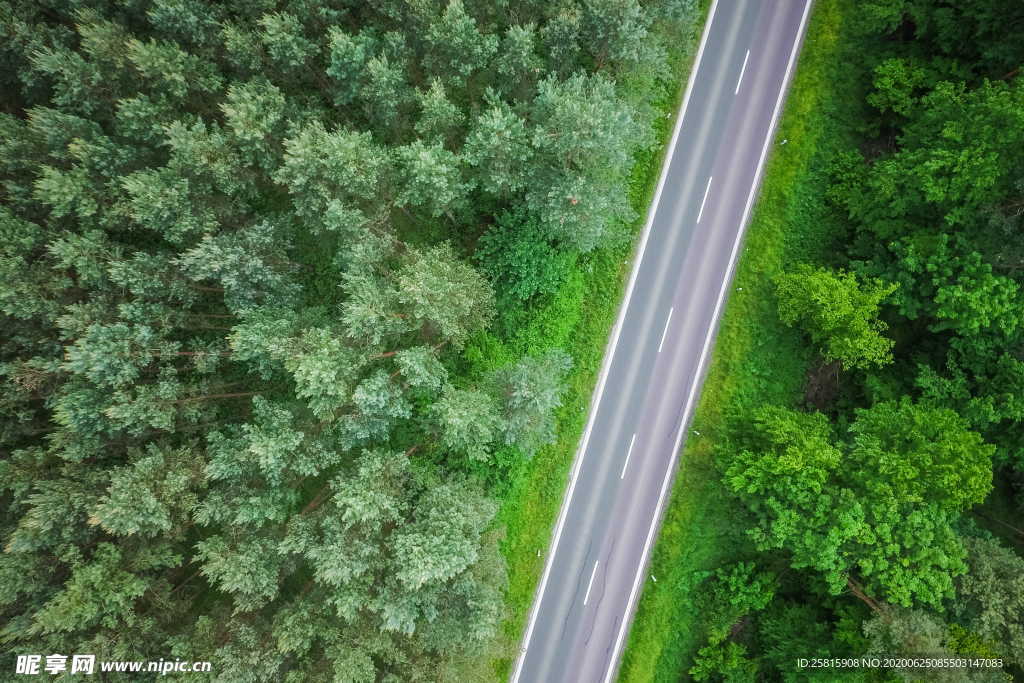 森林雨林树木林子图片